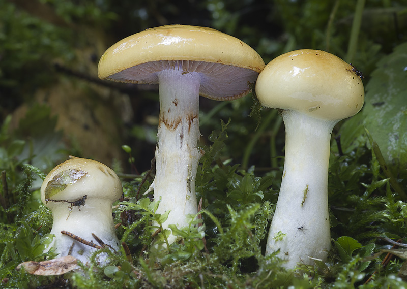 Cortinarius delibutus